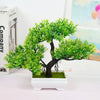 High Quality Bonsai Plants with Pots